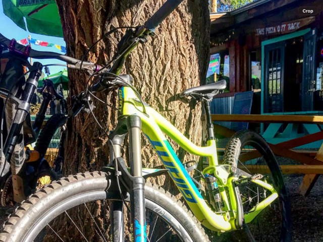 Mountain bikes leaning against a cottonwood outside the Taos Pizza Out Back patio