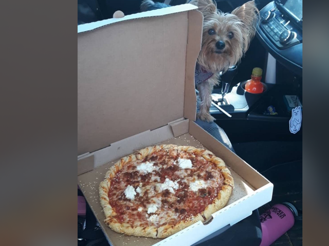 Takeout pizza with ricotta in an open box, a yorkie peeking over the seat